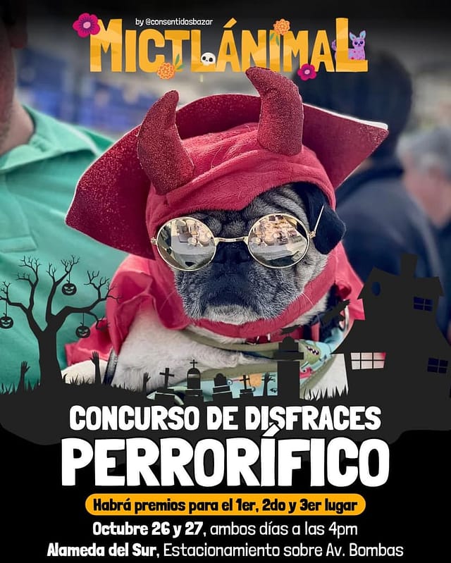 Mictlánimal, checa esta megaofrenda para las mascotas fallecidas en CDMX